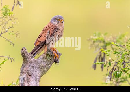 Kestrel commun (Falco tinnunculus) perché sur Branch avec une proie de souris sur fond lumineux. Petit Raptor en Estrémadure, Espagne. Scène animalière de Banque D'Images