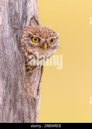 Petit hibou (Athene noctua) oiseau de proie jetant un regard de la cavité de l'arbre dans l'arbre creux. Scène animalière de la nature en Europe. Banque D'Images