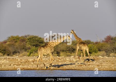 Les Girafes à Klein Namutoni waterhole, Etosha National Park, Namibie Banque D'Images