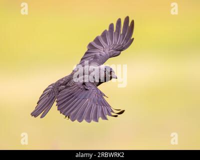 Jackdaw occidental (Coloeus monedula) en vol sur fond lumineux. Scène animalière de la nature en Europe. Banque D'Images