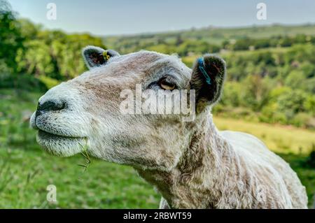 Un moment naturel de curiosité animale quand une brebis se déplace près pour enquêter sur le photographe et regarde vers le bas de l'objectif. Les Ewe venaient d'être shawn. Banque D'Images