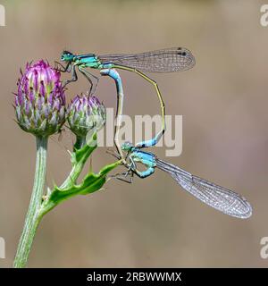 Damselfly émeraude (Lestes sponsa), couple reposant sur la végétation, Dumfries, SW Écosse Banque D'Images