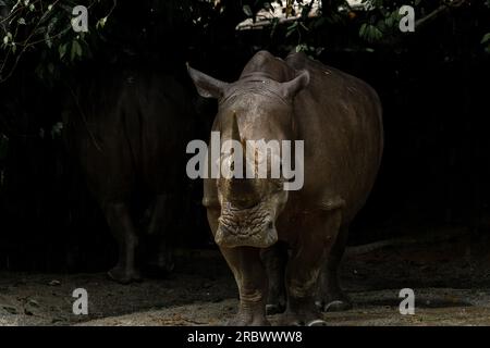 Rhinocéros blanc avec de grandes cornes marchant dans le soleil de fin d'après-midi à travers le bushveld épineux Banque D'Images