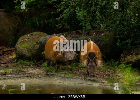 Deux Un Red River Hogs marchant dans la boue, espace de copie pour le texte, forêt un jour de pluie Banque D'Images