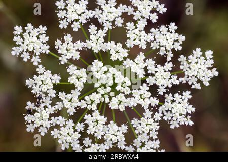 Burnet-saxifrage Banque D'Images