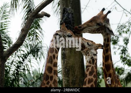 Girafe dans le parc mangeant l'herbe - fond animal, jungle, jour de pluie Banque D'Images