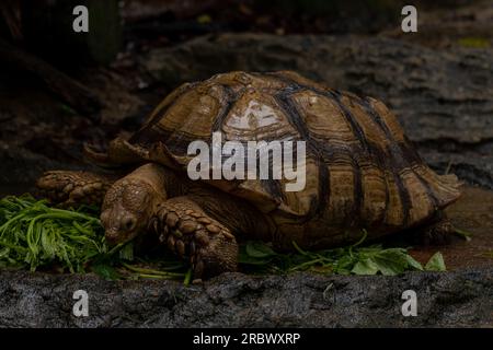 La tortue impulsée africaine, aussi appelée tortue sulcata, est une espèce de tortue, qui habite la bordure sud du désert du Sahara, en AF Banque D'Images