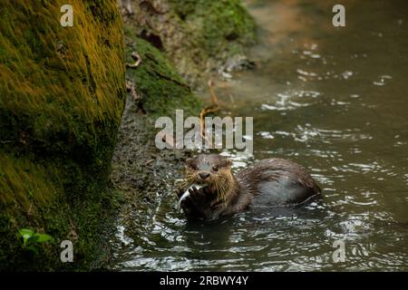 La plus grande loutre géante, Pteronura brasiliensis, mange du poisson pêché sur terre. Copier l'espace pour le texte Banque D'Images