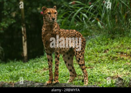 Une femme adulte, Cheetah, s'accroupiant sur un rocher et regardant directement vers la tête de la caméra lors d'un jour de pluie Banque D'Images