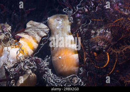Œufs de shyshark Puffadder (Haploblepharus edwardsii) sous l'eau sur le récif Banque D'Images