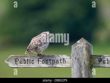 Un petit chouette, (Athene noctua), perché sur un vieux panneau en bois de sentier public Banque D'Images