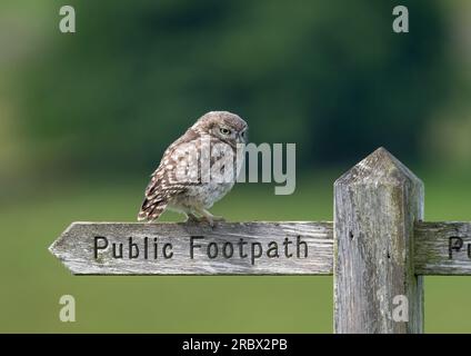 Un petit chouette, (Athene noctua), perché sur un vieux panneau en bois de sentier public Banque D'Images