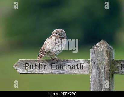 Un petit chouette, (Athene noctua), perché sur un vieux panneau en bois de sentier public Banque D'Images