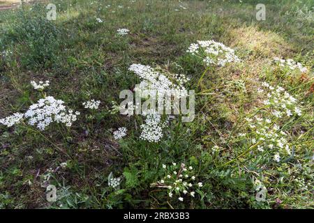 Burnet-saxifrage Banque D'Images