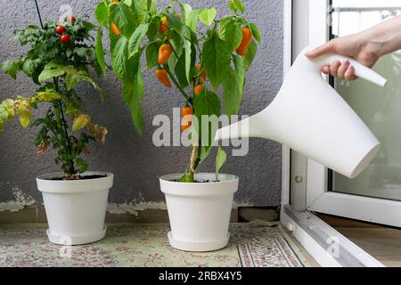 Une femme arrosant un jardin à la maison cultivé sur une terrasse de balcon à la maison. Banque D'Images