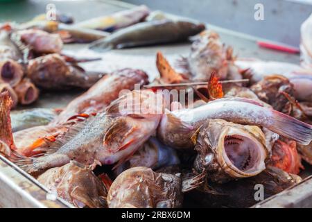 Stalle avec des poissons sur le marché aux poissons à Trapani, Sicile Banque D'Images