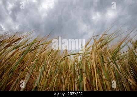 nuages se rassemblant au-dessus d'un champ de blé, vue à angle bas regardant vers le haut. Banque D'Images