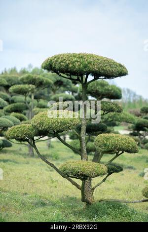 Épinette de bonsaï européenne avec des aiguilles et de belles branches délicatement taillées Banque D'Images