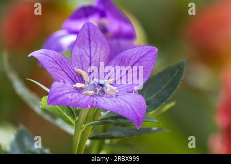 Platycodon grandiflorum, fleur de cloche sur fond naturel Banque D'Images