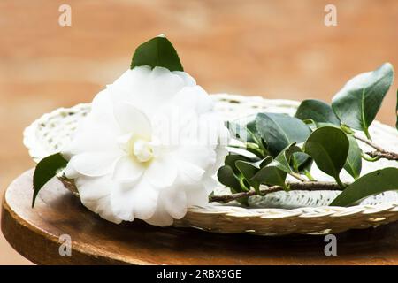 Fleur et feuilles de camélia japonais (Camellia Japonica) dans un panier sur fond neutre Banque D'Images