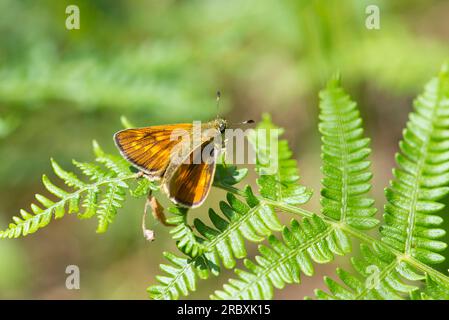 Grand papillon skipper (Ochlodes venatus) au repos sur des fougères Banque D'Images