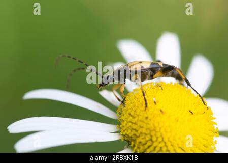 Coléoptère tacheté (Rutpela maculata) sur une fleur de Marguerite de bœuf Banque D'Images