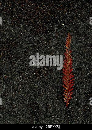 Branche rouge d'aiguille de fond abstrait sur asphalte humide noir. Banque D'Images
