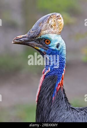 Vue rapprochée d'un casoar du Sud (Casuarius casuarius) Banque D'Images