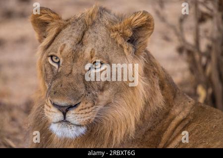 Lion d'Afrique dans le parc national de Mana pools au Zimbabwe, Afrique. Banque D'Images