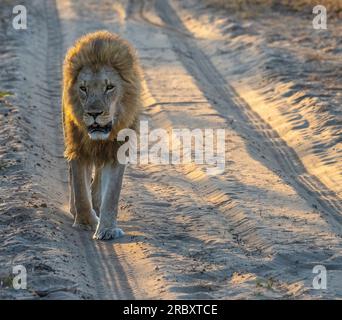 Lion d'Afrique dans le parc national de Mana pools au Zimbabwe, Afrique. Banque D'Images