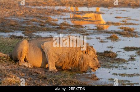 Lion d'Afrique au parc national de Hwange au Zimbabwe Banque D'Images