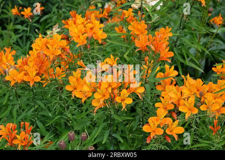 Alstroemeria Lys péruvien 'Orange King' en fleur Banque D'Images