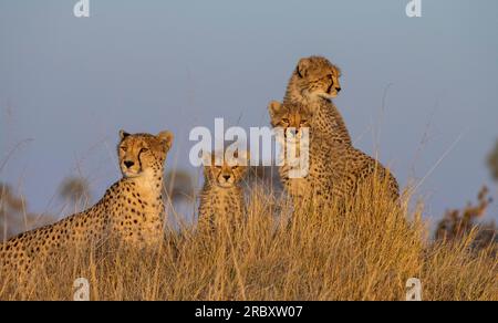 Guépard dans le parc national de Hwange au Zimbabwe, Afrique. Banque D'Images