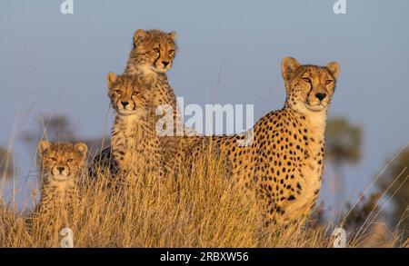 Guépard dans le parc national de Hwange au Zimbabwe, Afrique. Banque D'Images