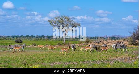Zèbres et impalas à la réserve animalière de Mashatu Euphorbia au Botswana. Banque D'Images