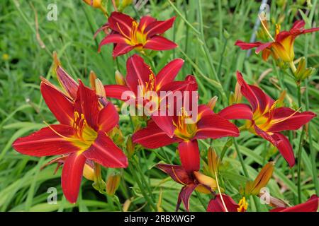 Hemerocallis Hybrid Daylys 'Stafford' en fleur. Banque D'Images
