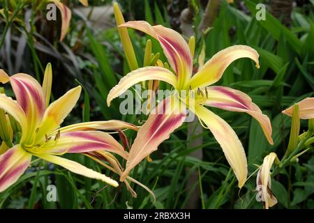 Hemerocallis Hybrid daylis 'Pterodactyl Eye' en fleur. Banque D'Images