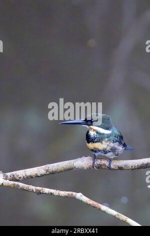 Green Kingfisher (Chlorocéryle americana), femelle perchée sur une branche, Mitu, Colombie. Banque D'Images