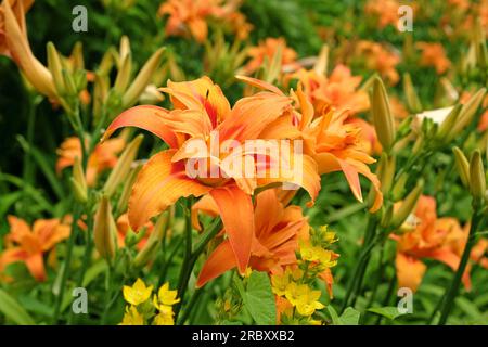 Hemerocallis fulva Daylys 'Kwanso' en fleur. Banque D'Images