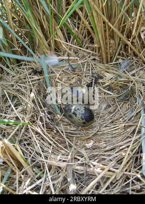 Les goélands scandinaves à dos noir (Larus fuscus fuscus) nichent sur les îles de prairie de la partie orientale d'eau douce du golfe de Finlande, Baltique S. Banque D'Images