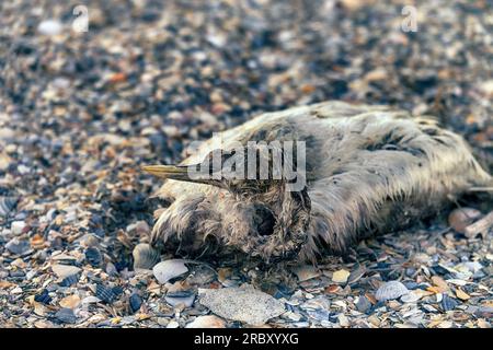 Ces oiseaux sont morts sur le lac Sivash lors de la migration d'automne 2022 (photographie de printemps) de la grippe aviaire. Grebe à col noir (Podiceps caspicus) Banque D'Images