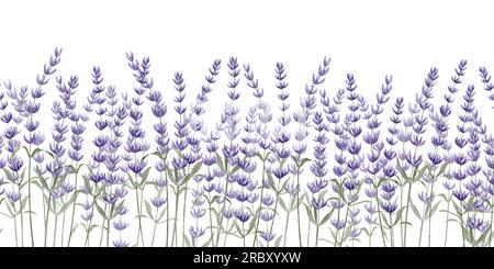 Bordure sans couture lavande sur fond isolé blanc. Illustration à l'aquarelle dessinée à la main de fleurs de Provence pour Frames. Motif floral Lavandula pour bannière ou design botanique. Toile de fond botanique. Banque D'Images