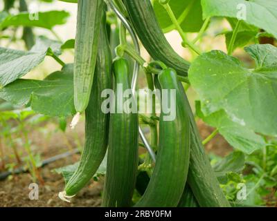 Concombre anglais Cucumis sativus sans graines bio récolte verte agriculteur agricole ferme folio de serre et jardin agricole récolte ondulée européenne Banque D'Images