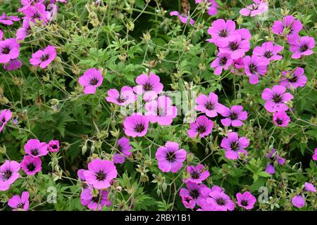 Géranium de Hardy 'Giuseppi' en fleur. Banque D'Images