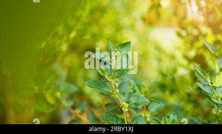 Ashwagandha connu sous le nom de Withania somnifera plante poussant au soleil. Herbes indiennes puissantes, groseille à maquereau empoisonnée ou cerise d'hiver. Médecine, Santé Banque D'Images