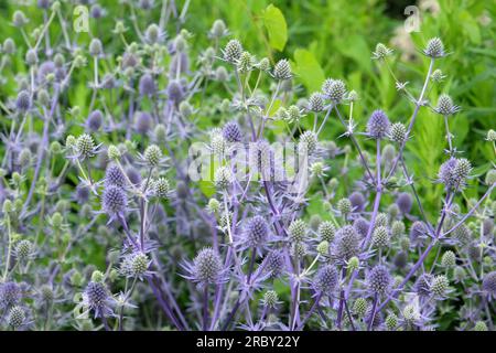 Eryngium Planum 'Blue Glitter' en fleur. Banque D'Images