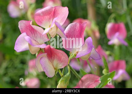 Lathyrus odoratus 'danseuse espagnole' en fleur. Banque D'Images