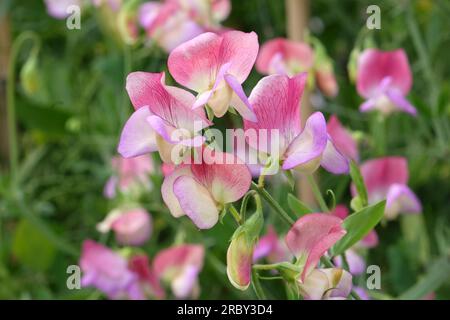 Lathyrus odoratus 'danseuse espagnole' en fleur. Banque D'Images