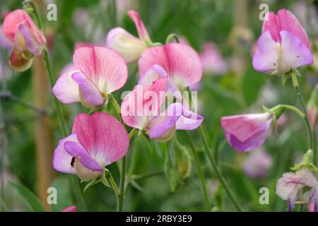 Lathyrus odoratus 'danseuse espagnole' en fleur. Banque D'Images