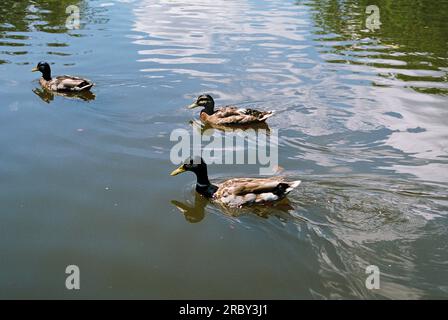 trois canards nageant dans un canal hollandais avec des reflets du ciel au-dessus Banque D'Images